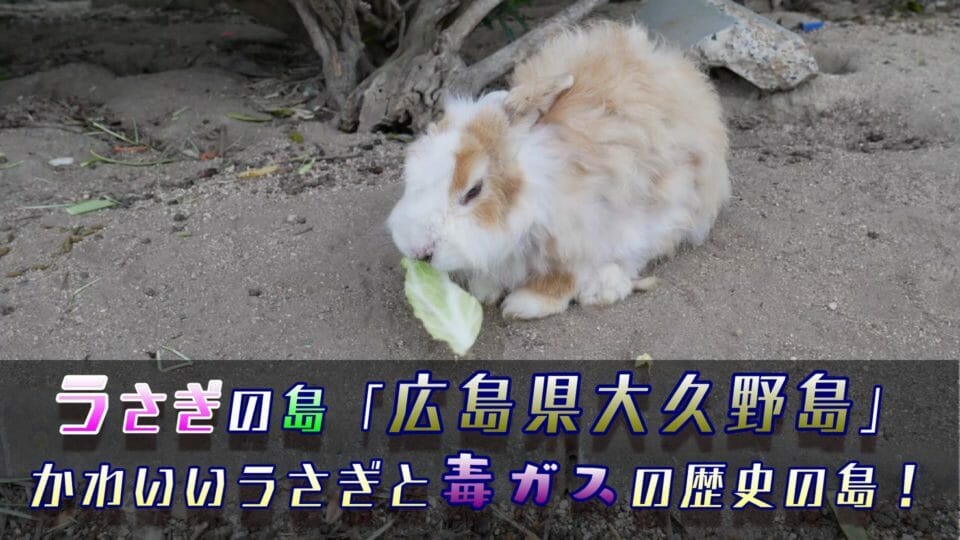「広島県大久野島」うさぎの島をフェリーで日帰り旅行!