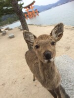 広島_宮島・厳島神社 広島_宮島・厳島神社