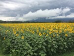 山梨県_明野ひまわり畑 山梨県_明野ひまわり畑