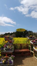 愛知県_田原市_菜の花ガーデン 愛知県_田原市_菜の花ガーデン