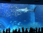沖縄_美ら海水族館 沖縄_美ら海水族館